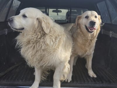 Cream Golden Retriever in Mohill - Family Pet