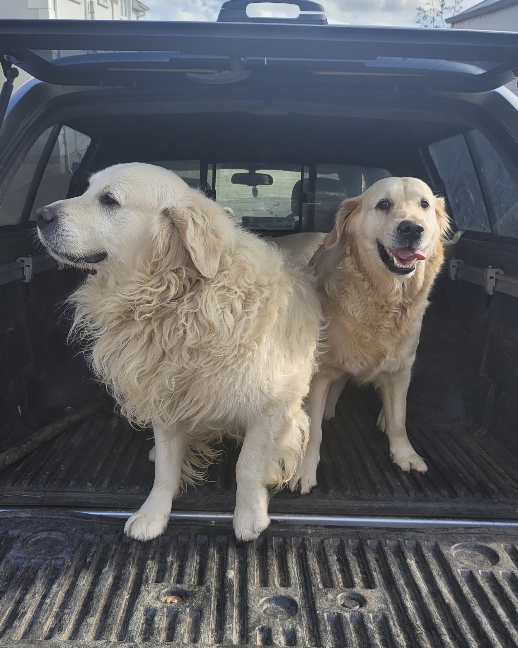 Cream Golden Retriever in Mohill - Family Pet
