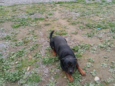 Friendly Rottweiler in Moate View - IKC Registered