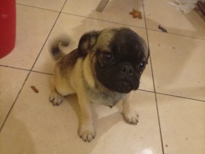 Pug puppy