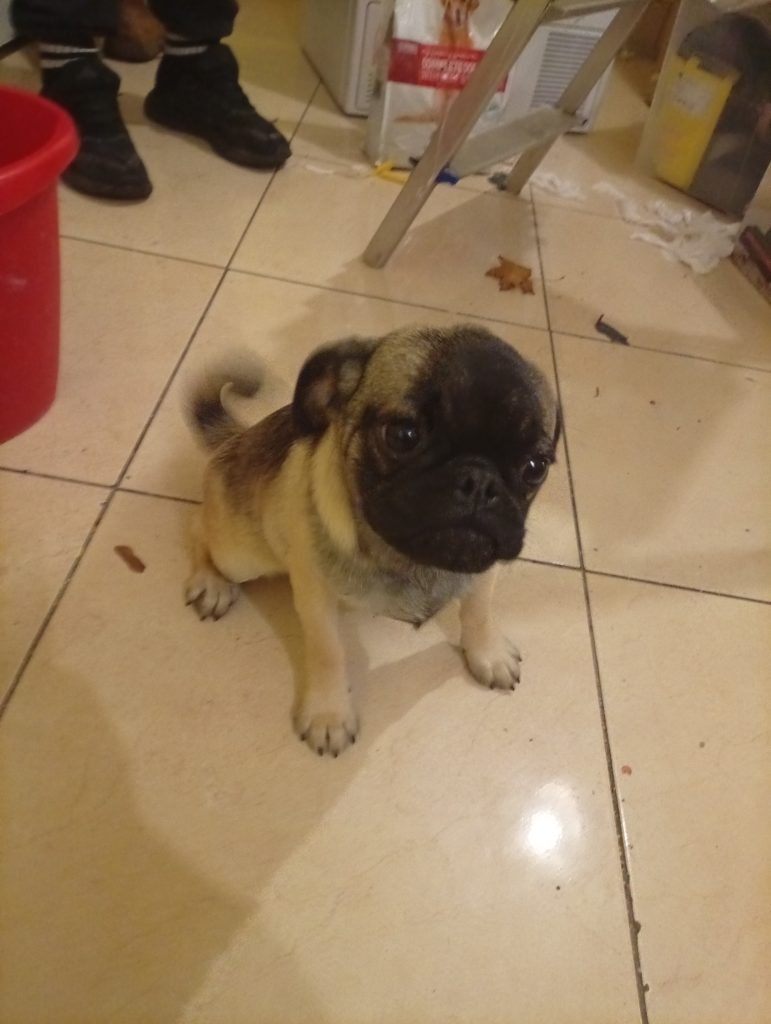 Pug Puppy