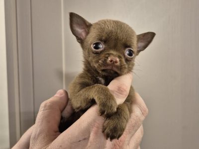 Chihuahua Puppies for Sale in Santry - Playful Trio