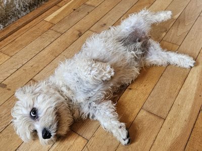 Dandie Dinmont Terriers in Galway - IKC Registered