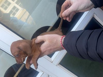 Miniature Dachshund in Tuam - IKC Registered