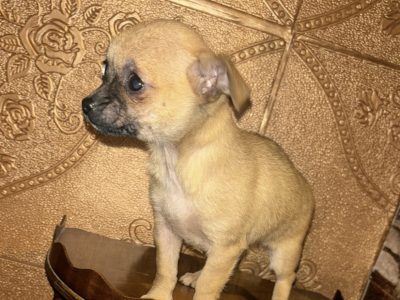 Chihuahua Pup for Sale in Lusk - IKC Registered