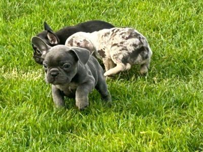 French Bulldogs in Galway - Stunning Bloodlines