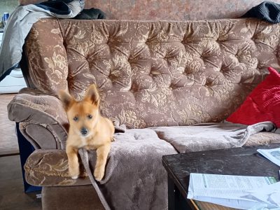 Jackaranian Pup for Sale in Tullamore - IKC Registered