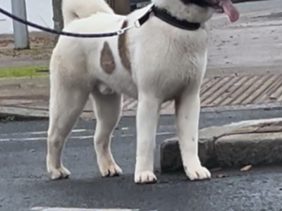 American Akita in Newry - Loyal Family Friend