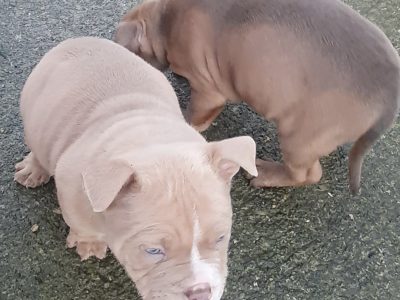 American Bully Puppies in Kilbrittain - ABKC Reg.
