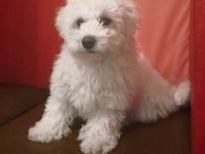 Bichon Frise Puppy for Sale in Tynagh