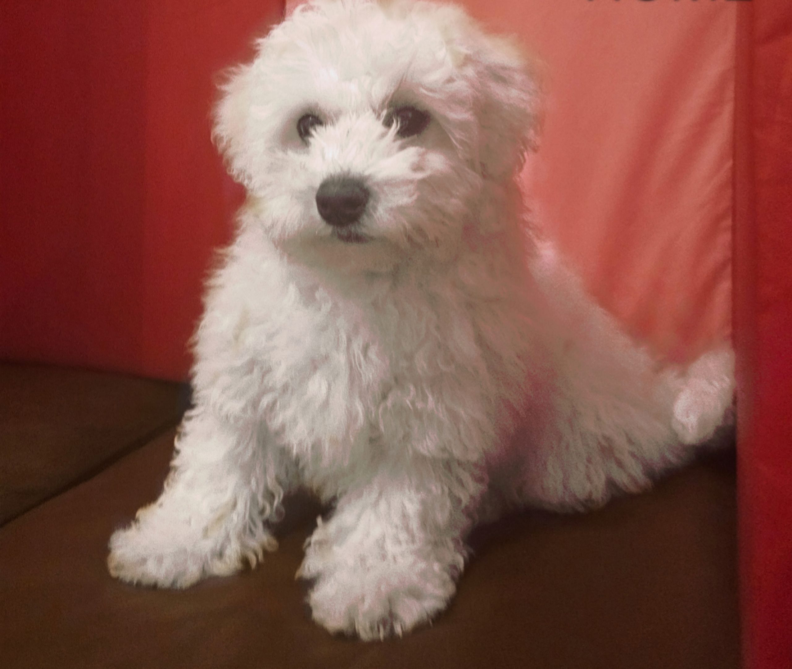 Bichon Frise Puppy for Sale in Tynagh