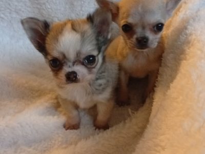 T Cup Chihuahua in Blanchardstown - Playful Pup