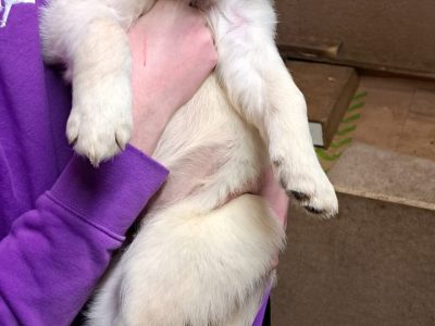 Golden Retrievers in Cavan - Family Raised