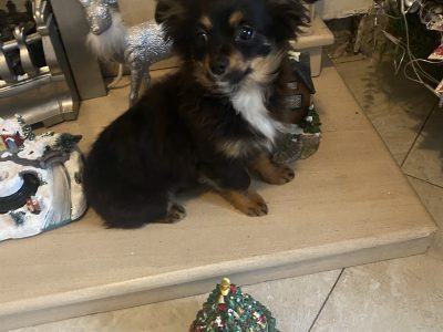Chihuahua Puppies for Sale in Rathfarnham