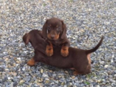 Miniature Dachshund Puppies in Wicklow - Vet Checked