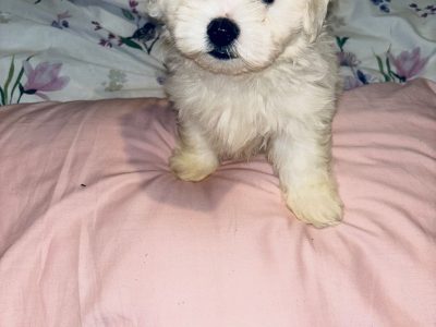 Maltese Puppy for Sale in Tuam - A Perfect Gift!