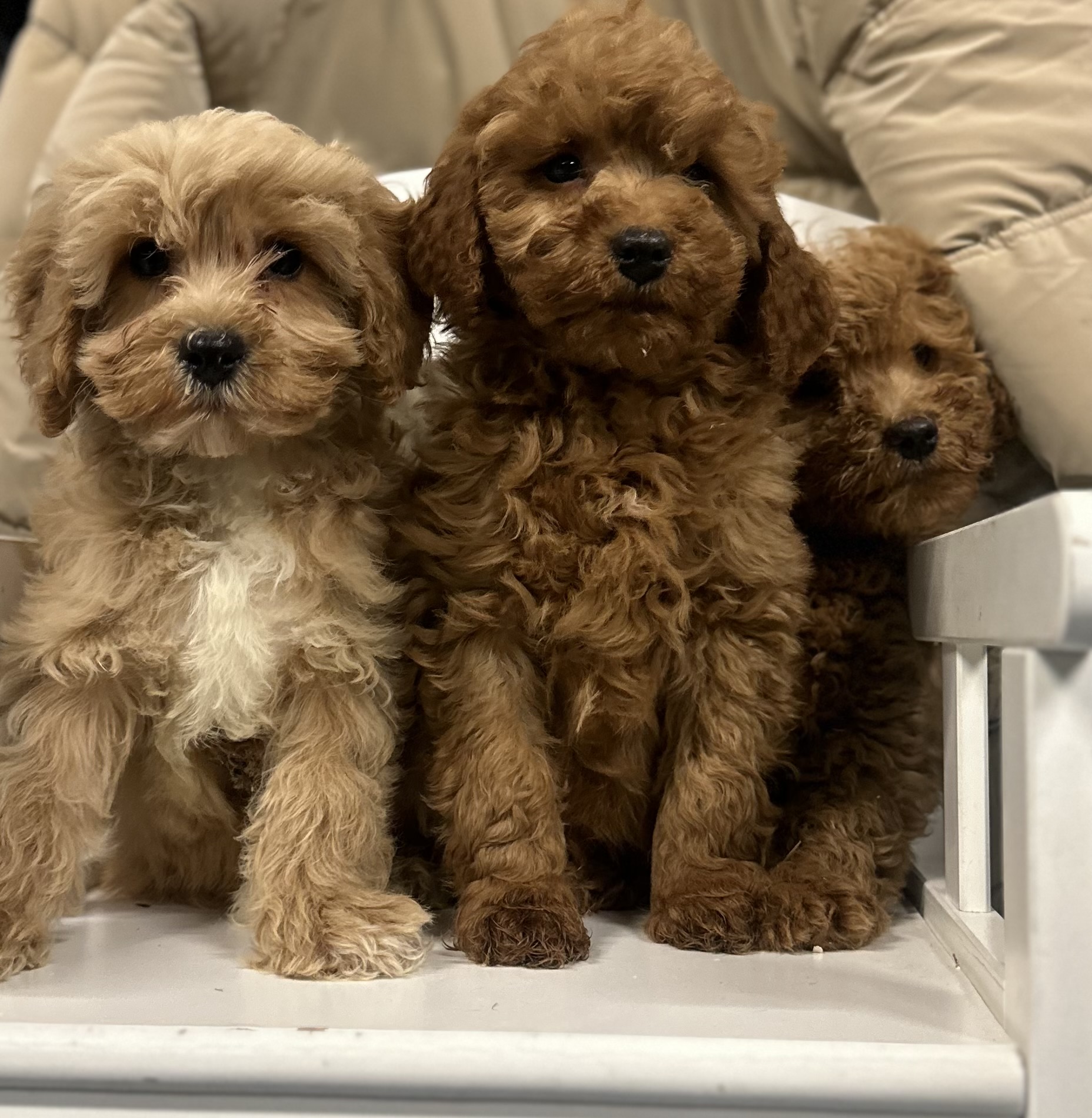 Cavapoo Puppies for Sale in Bailieborough