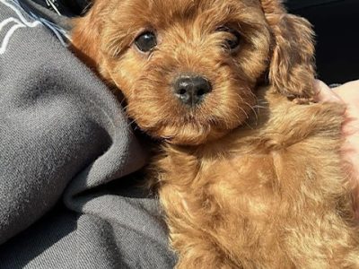 Cavapoo Puppies for Sale in Cavan - Playful