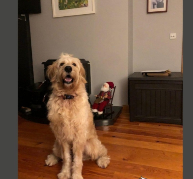Golden Doodle in Drumkeeran - Family Friendly