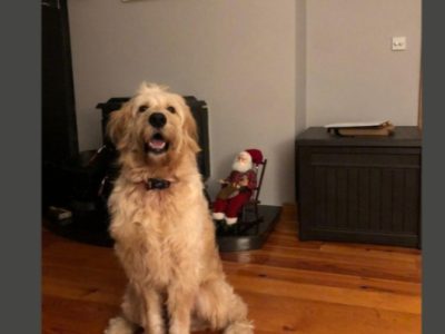 Golden Doodle in Leitrim - Affectionate Family Dog