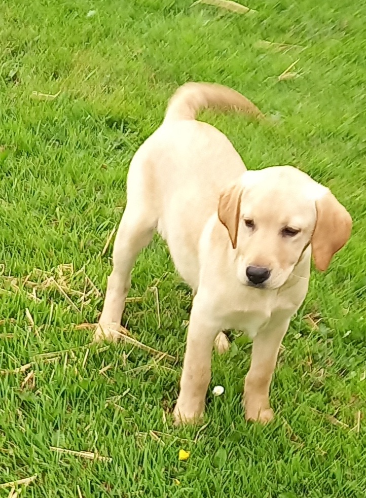 Labrador Puppies for Sale in Kilkenny