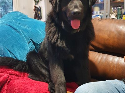 Newfoundland x Wolf Dog Puppies in Galway