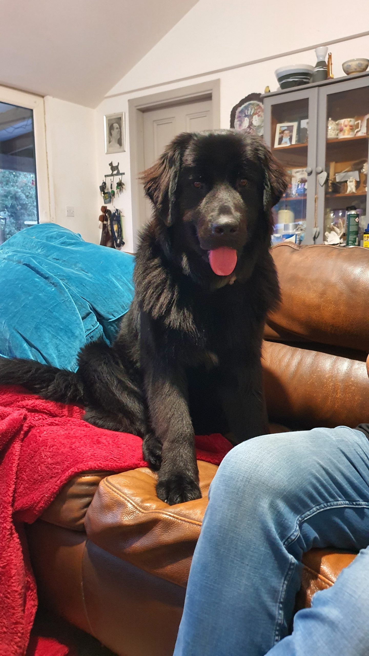 Newfoundland x Wolf Dog Puppies in Galway