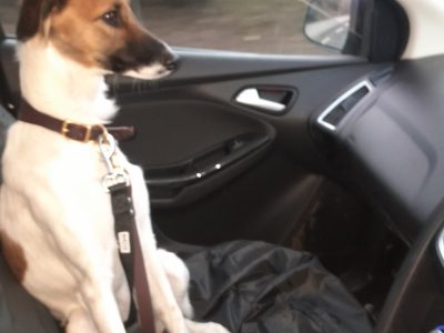 Lurcher for Rehome in Youghal - Gentle Orla