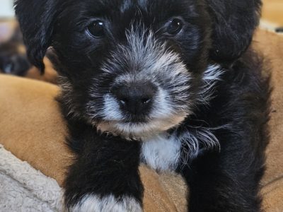 Cockapoo / terrier cross