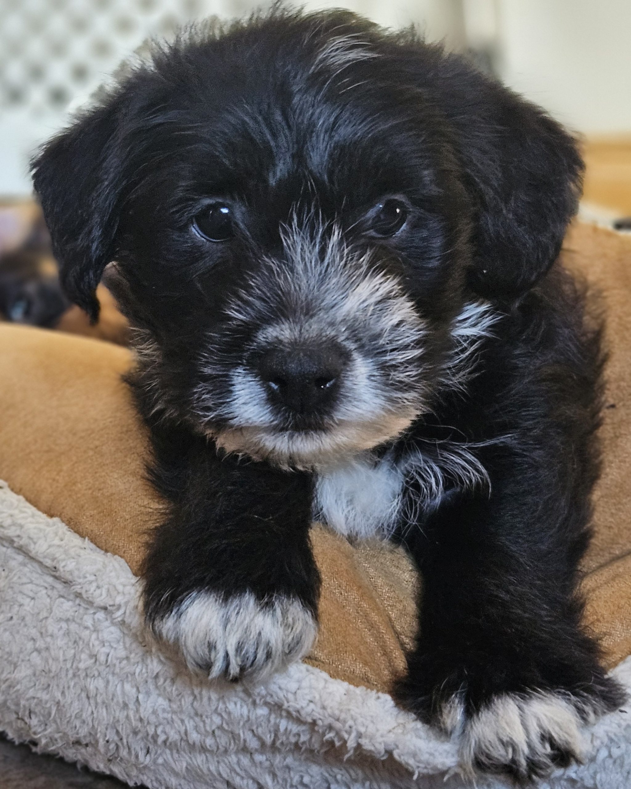 Cockapoo / terrier cross