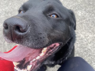 Rottweiler in Cahir - Loving Home Needed