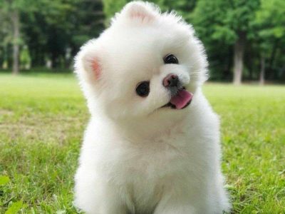 Pomeranian Puppies for Sale in Dublin - IKC Registered