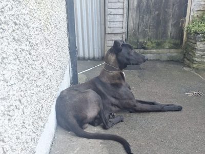 Deerhound x Greyhound puppies in Thurles