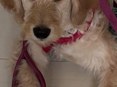 Goldendoodle Puppies for Sale in Dalkey