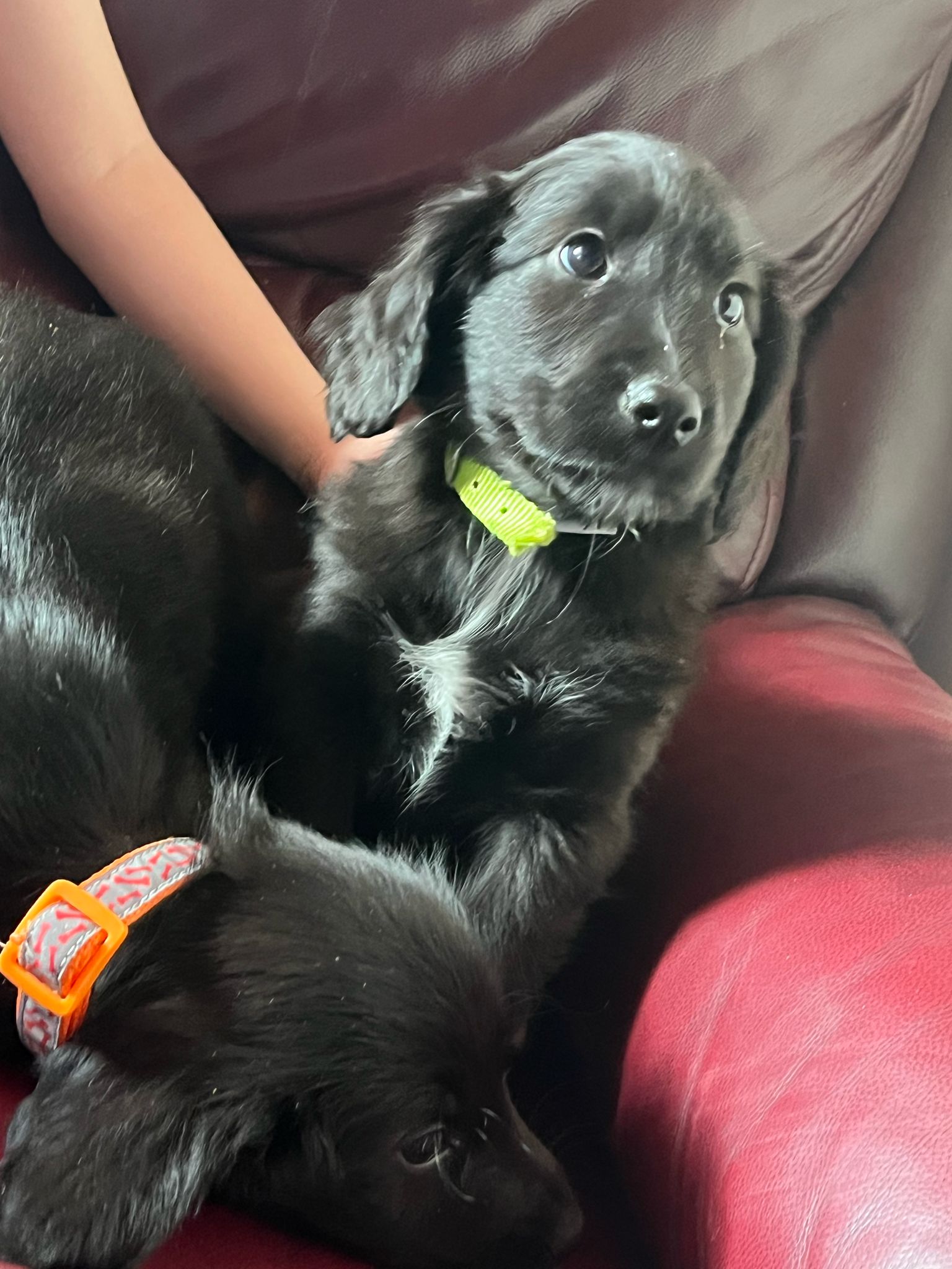 Collie x Cocker Puppies for Sale in Roscommon