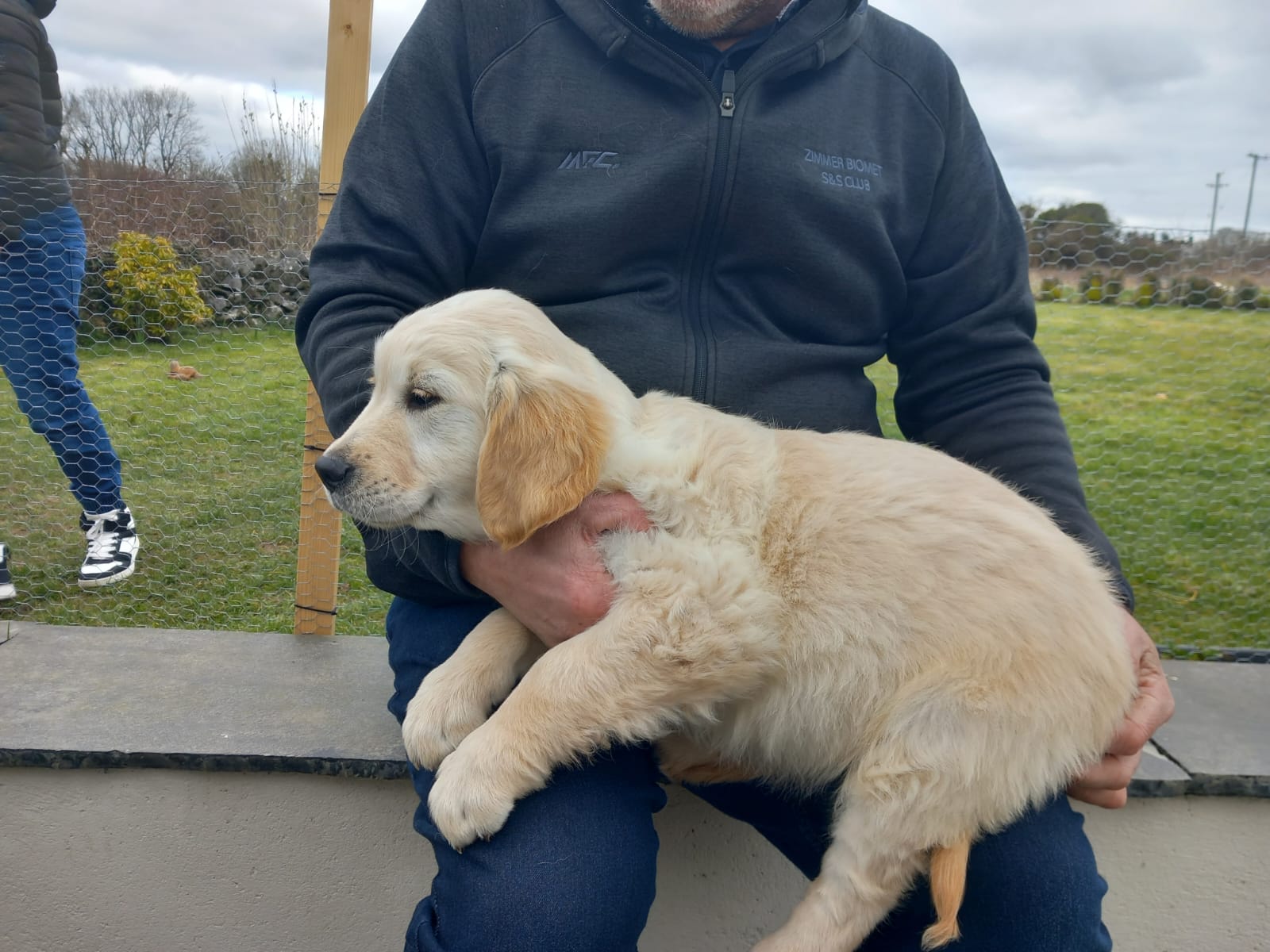 Golden Retriever Puppies in Galway - IKC Registered