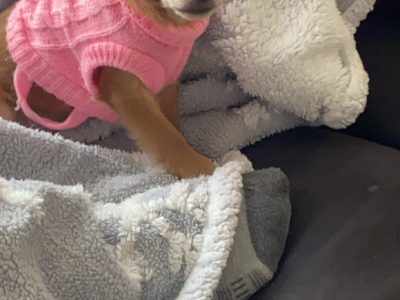 Chihuahua in Cork - IKC Registered Puppy