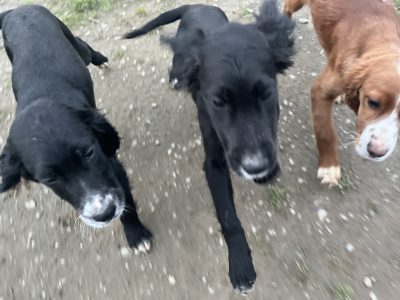 Setter Puppies for Sale in Knockaderry - Playful