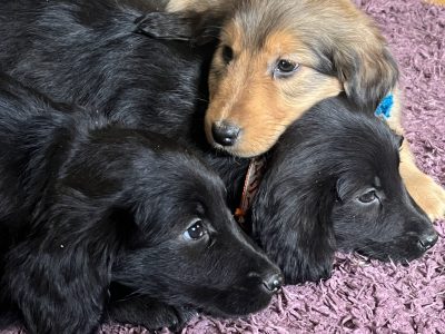 Cocker Spaniel X Rough Collie Puppies in Roscommon