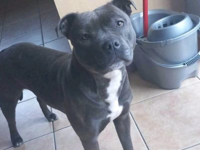 Rehome a Blue Staffordshire Bull Terrier in Co. Mayo