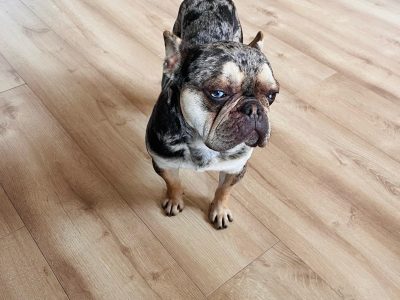 French Bulldog for Stud in Ireland - IKC Registered