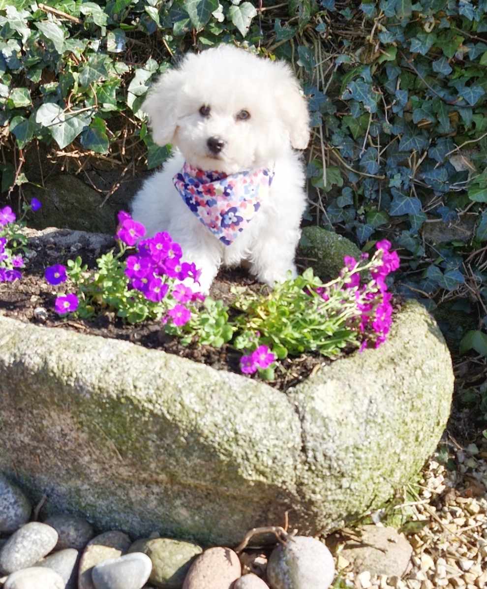Bichon Frise Puppies for Sale in Wexford