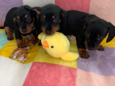 Miniature Dachshund in Swords - Great with Kids