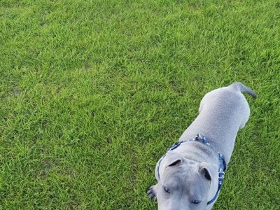Friendly Staffy in Skerries - IKC Registered