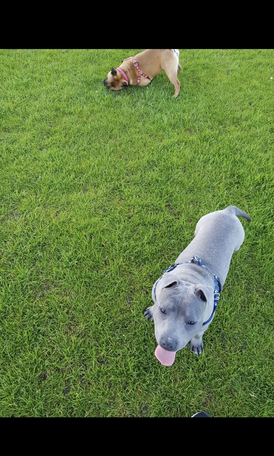 Friendly Staffy in Skerries - IKC Registered