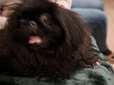 Pekingese Puppy for Sale in Terenure - Playful