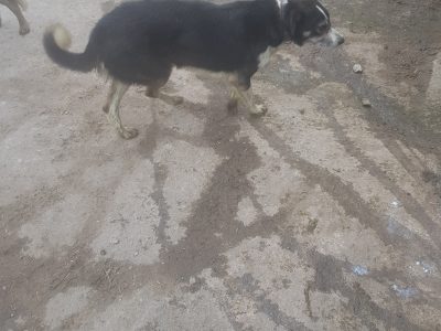 Friendly Border Collie for Sale in Mountrath