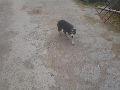 Border Collie in Mountrath - IKC Registered