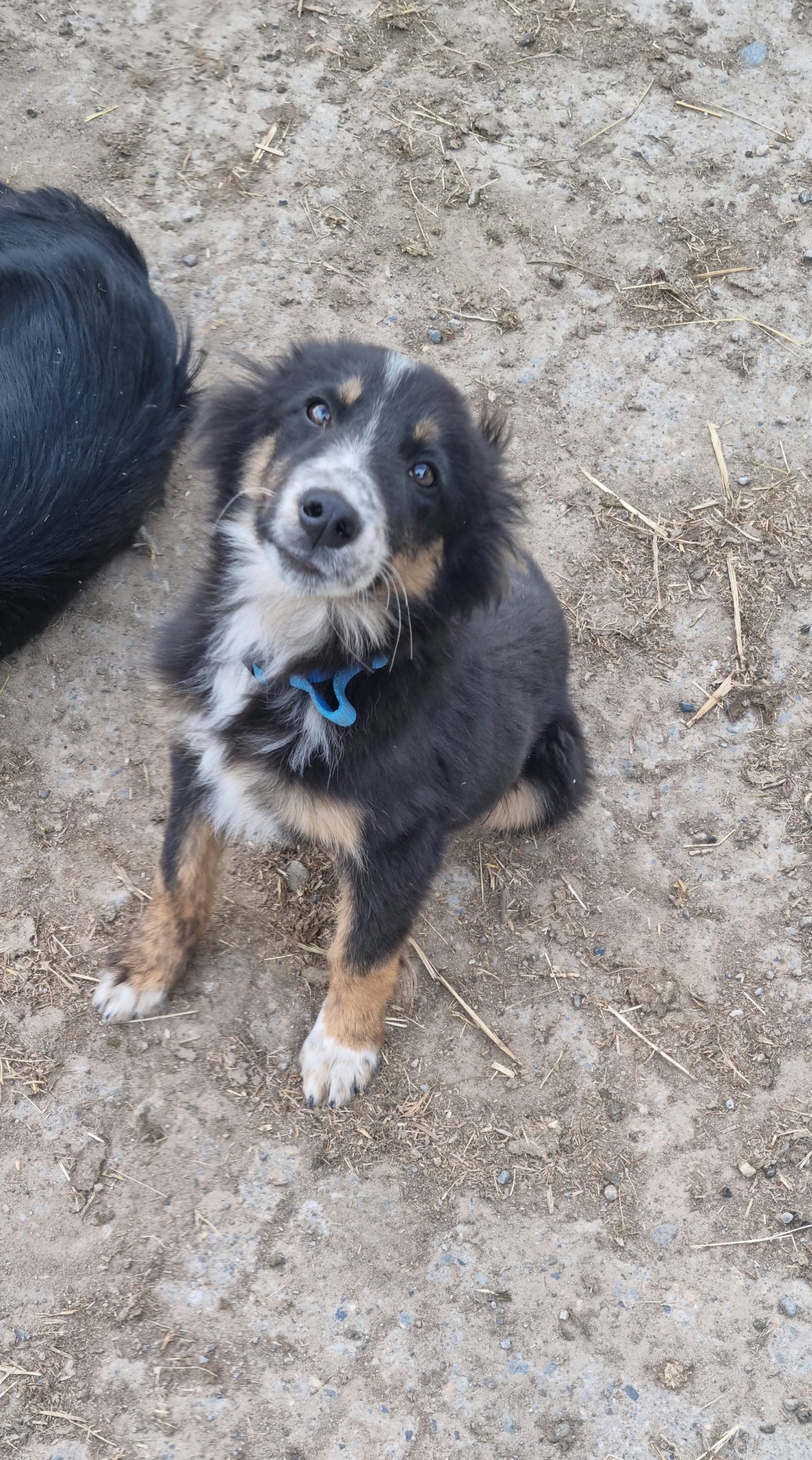 Playful Collie Puppies for Sale in Stradbally