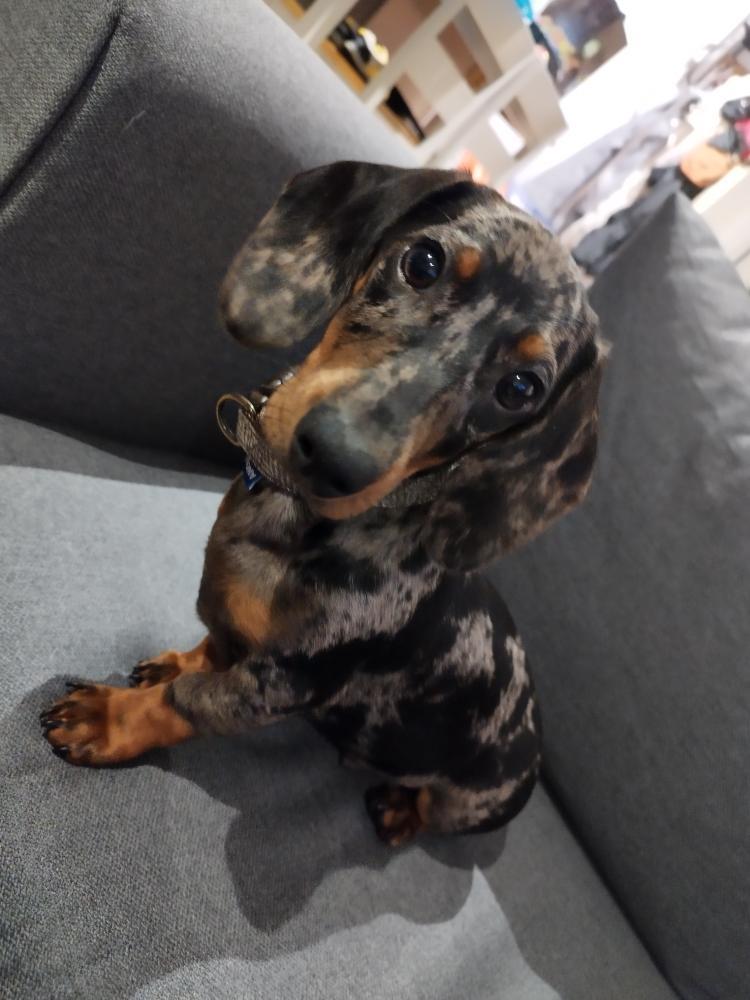 Miniature Dachshund in Little Island - Family Friendly